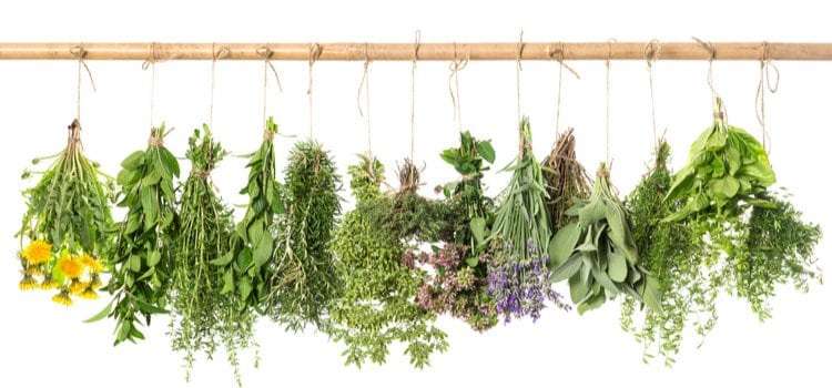 Τα 100 Πιο Ισχυρά Βότανα της Ελλάδας