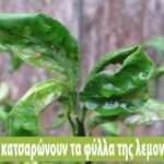 Γιατί-κατσαρώνουν-τα-φύλλα-της-λεμονιάς