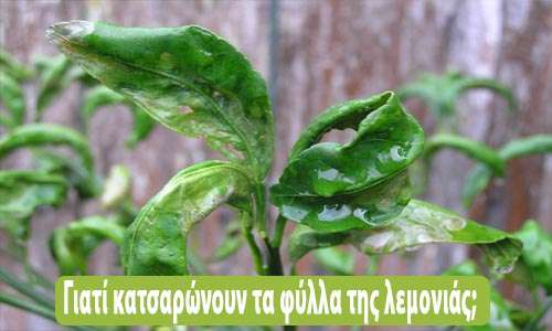 Γιατί-κατσαρώνουν-τα-φύλλα-της-λεμονιάς