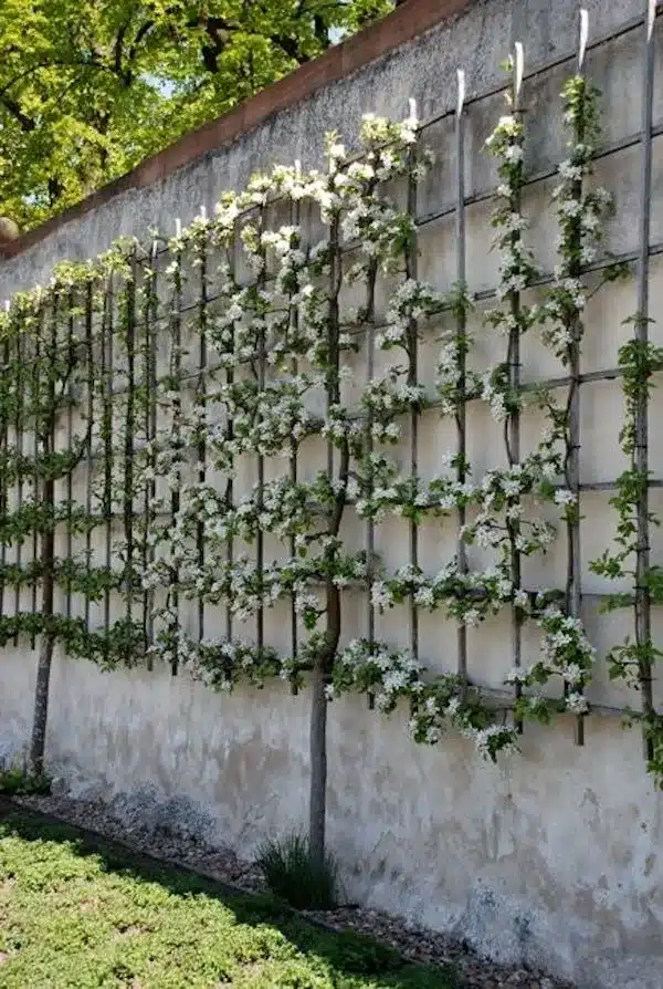 Κάθετα παρτέρια