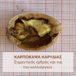 Καρπόκαψα (Cydia pomonella): Σημαντικός εχθρός και για την καλλιέργεια της καρυδιάςΚάντε εγγραφή στο newsletter