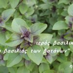 Το πιο διάσημο και ευρέως χρησιμοποιούμενο βότανο στην Ayurveda για την τόνωση και ενίσχυση του αναπνευστικού συστήματος