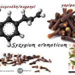 μαθαίνω-–-ποια-είναι-η-πανίσχυρη-ευγενόλη/eugenol-και-ποιου-γνωστού-μας-μπαχαρικού-είναι-συστατικό!