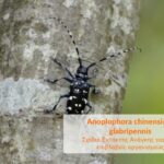 Σχέδιο Έκτακτης Ανάγκης για τους επιβλαβείς οργανισμούς Anoplophora chinensis και glabripennisΚάντε εγγραφή στο newsletter
