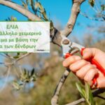 Ελιά: Το κατάλληλο χειμερινό κλάδεμα με βάση την ηλικία των δένδρωνΚάντε εγγραφή στο newsletter
