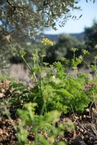 Μάραθος: Θεραπευτικές ιδιότητες και τρόποι χρήσεις