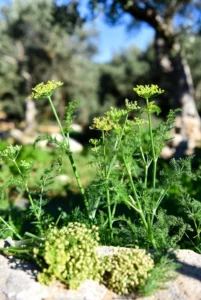 Μάραθος: Θεραπευτικές ιδιότητες και τρόποι χρήσεις