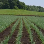 alt="Φύτευση κοκκαριού σε σωστό βάθος και αποστάσεις