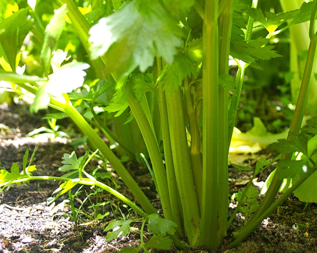 Σέλινο (Apium graveolens): Η Πολυδύναμη Αποτοξινωτική Δύναμη της Φύσης