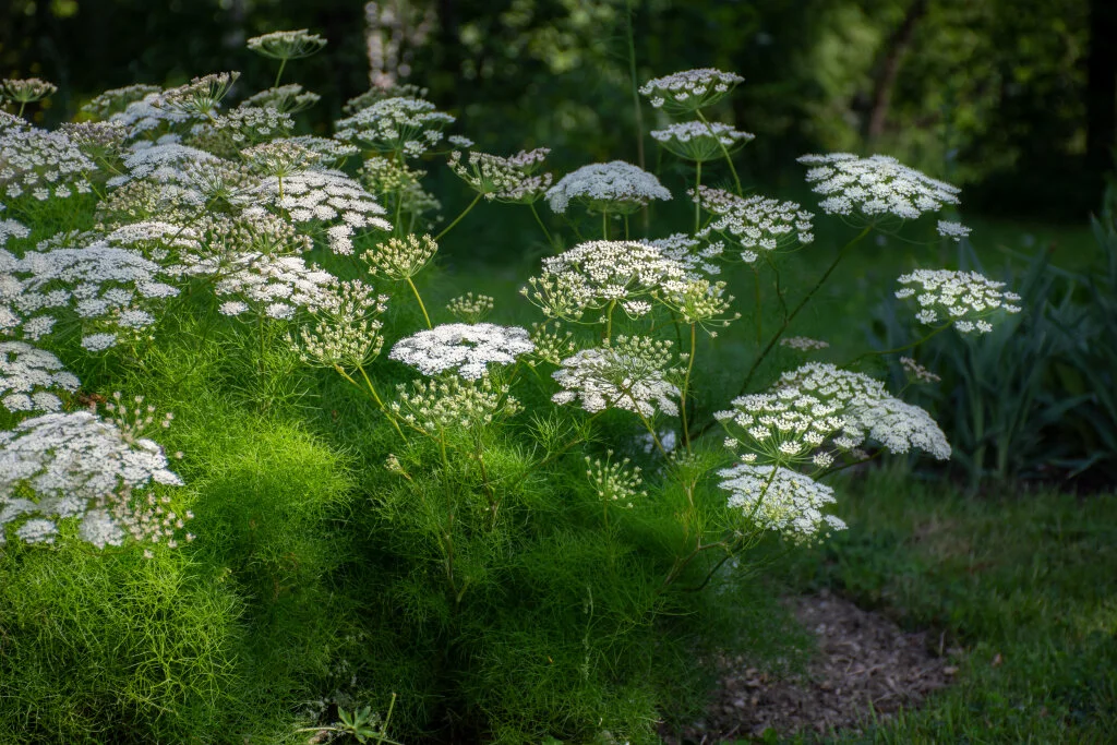 Αγριομαϊντανός (Athamanta turbith ssp. macedonica) - Ο Αρωματικός Θαυματουργός