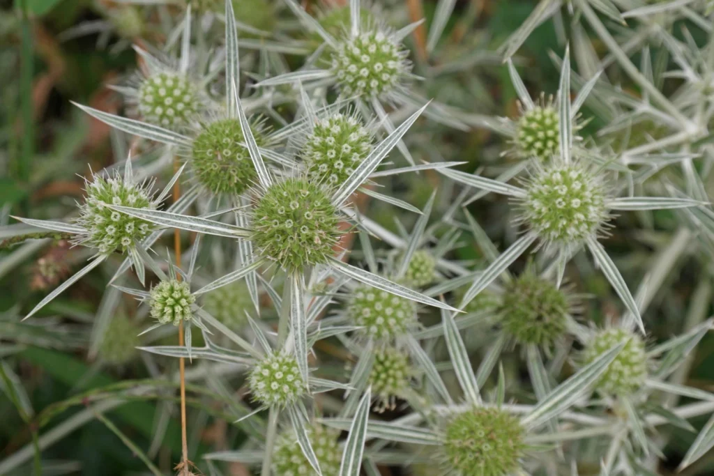 Μοσχάγκαθο (Eryngium campestre): Ο Αγριος Αντίπαλος των Ξερών Περιοχών
