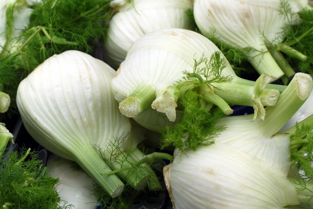 Μάραθο (Foeniculum vulgare) - Το Διεγερτικό Χωνευτικο