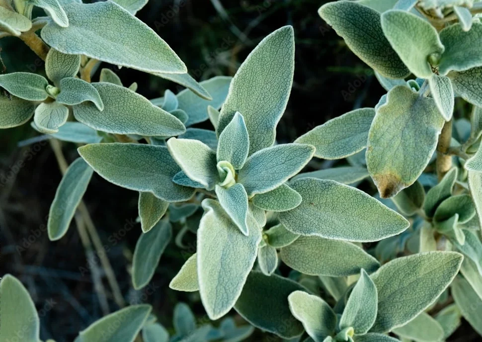 Φασκόμηλο (Salvia fruticosa) - Η Σοφία της Μεσογείου