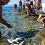 Survival Fishing στην Ελλάδα: Πώς να Ψαρεύεις για Τροφή σε Έκτακτες Καταστάσεις