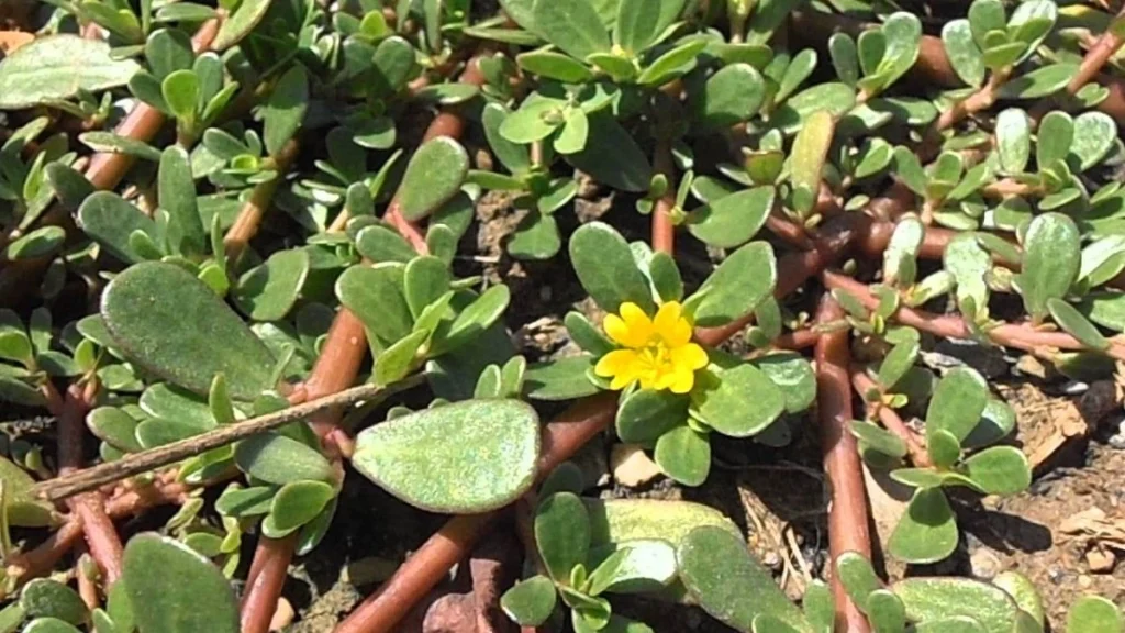 Αντράκλα (Portulaca oleracea) - Ο Θρεπτικός Κατακτητής