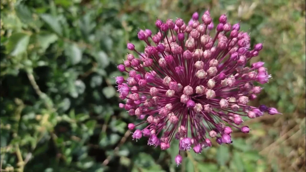Άγρια Κρεμμυδιά - Το Φυσικό Αντιβιοτικό