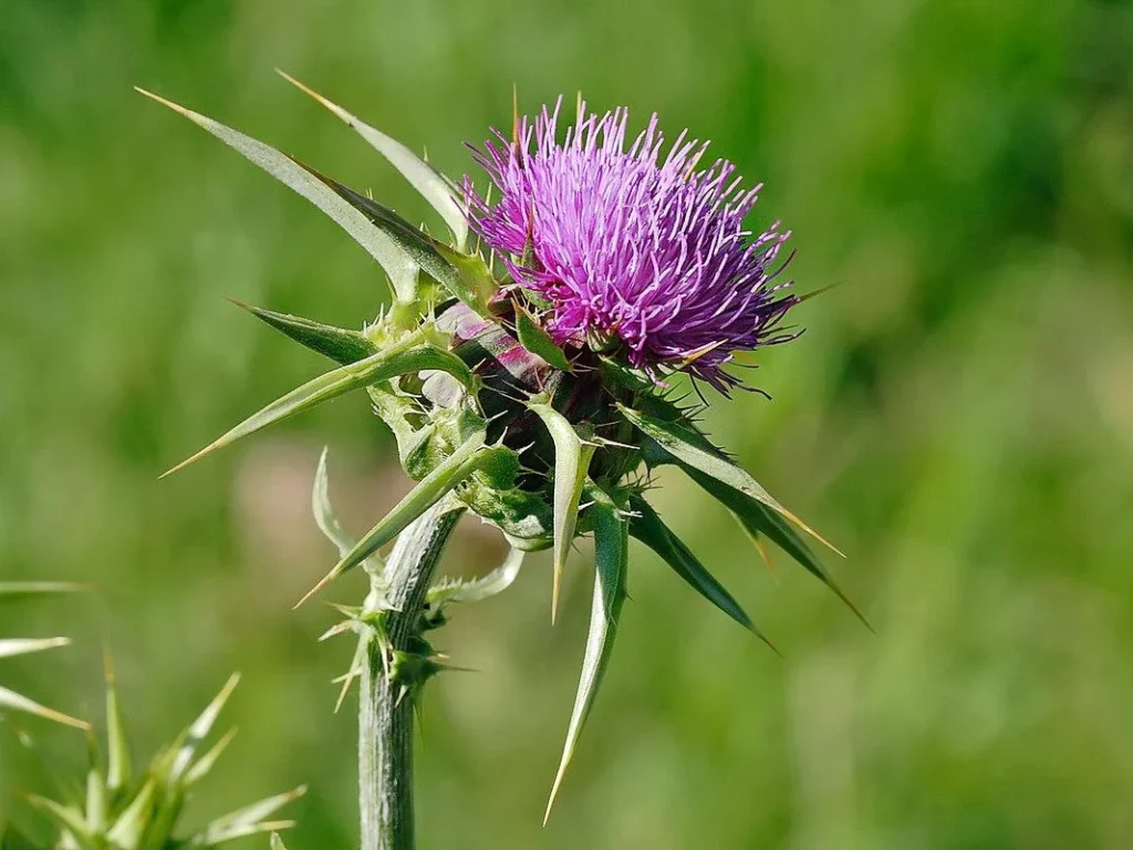 Γαιδουράγκαθο (Silybum marianum) - Ο Φύλακας του Ήπατος