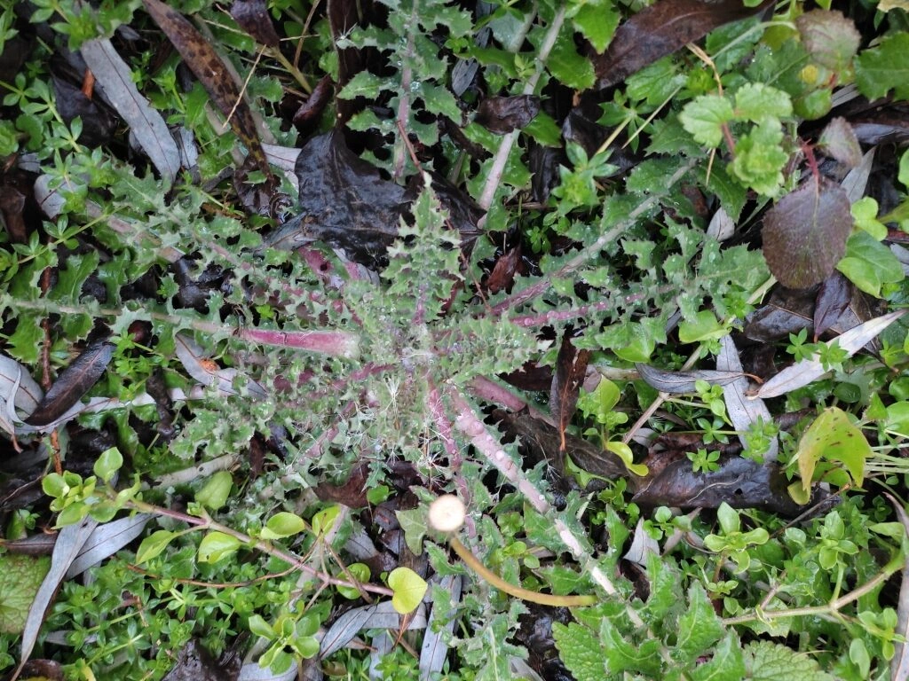 Ζοχός (Sonchus oleraceus) - Το Γαλακτώδες Χόρτο