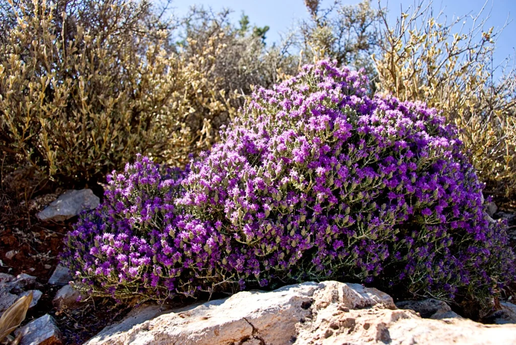 Αγριοθυμάρι (Thymus spp.) - Το Αντισηπτικό του Λιβαδιού