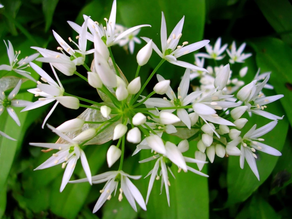 Αγριοσκορδιά (Allium ursinum)