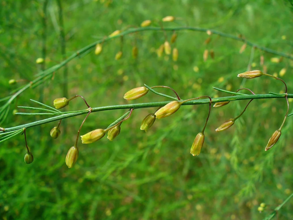Άγριο Σπαράγγι (Asparagus acutifolius) - Ο Αγριος Αντίπαλος