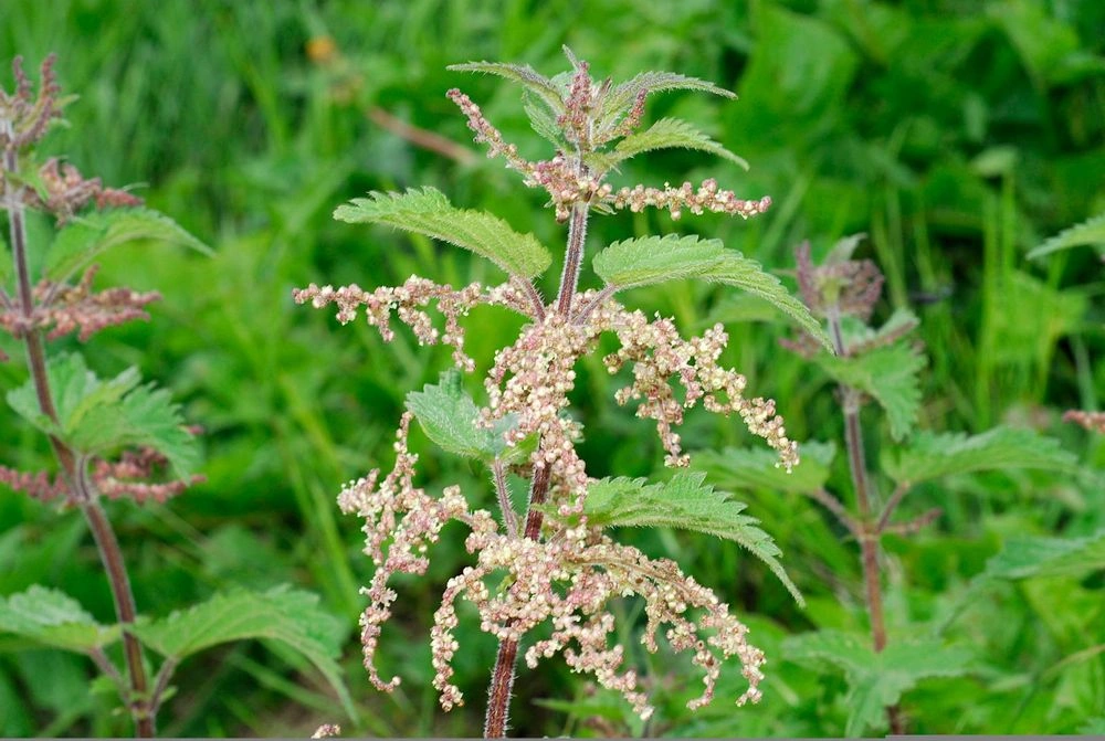 Τσουκνίδα (Urtica dioica) - Το Φυτό του Ατσαλιού