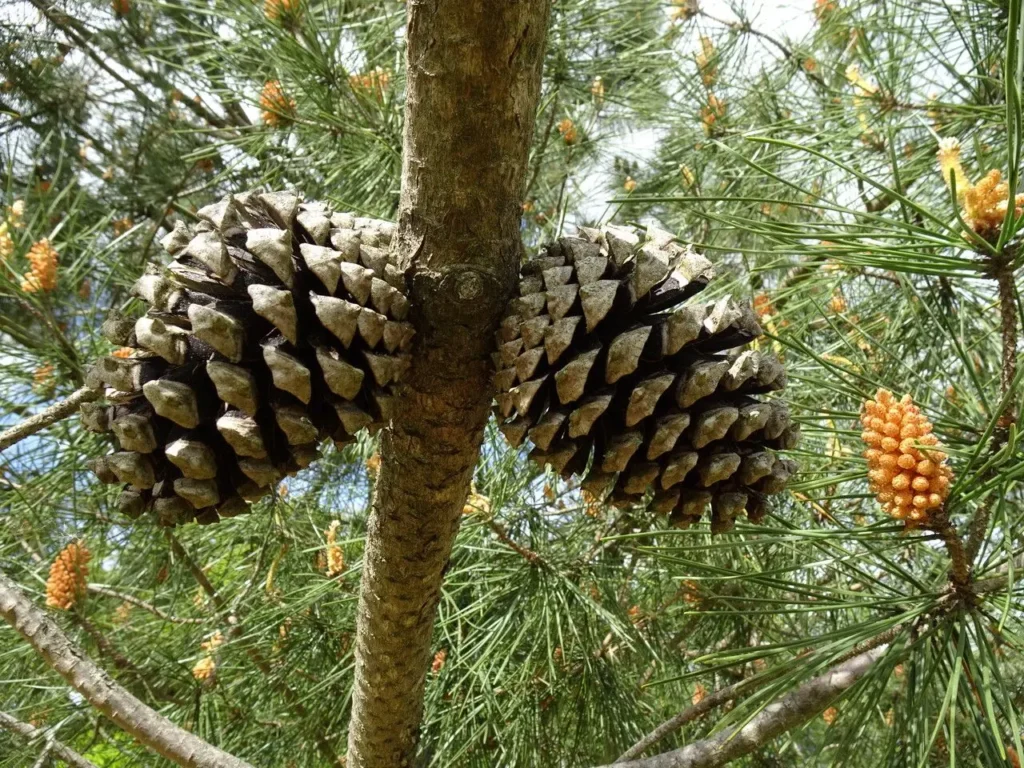 Χαλέπιο Πεύκο (Pinus halepensis) - Η Πηγή Τροφής από τα Δέντρα