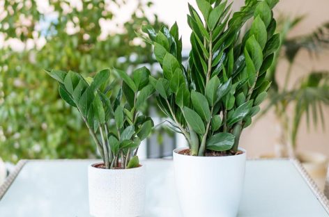 Ζαμιοκούλκας ή ζάμια, ένα ανθεκτικό φυτό εσωτερικού χώρου