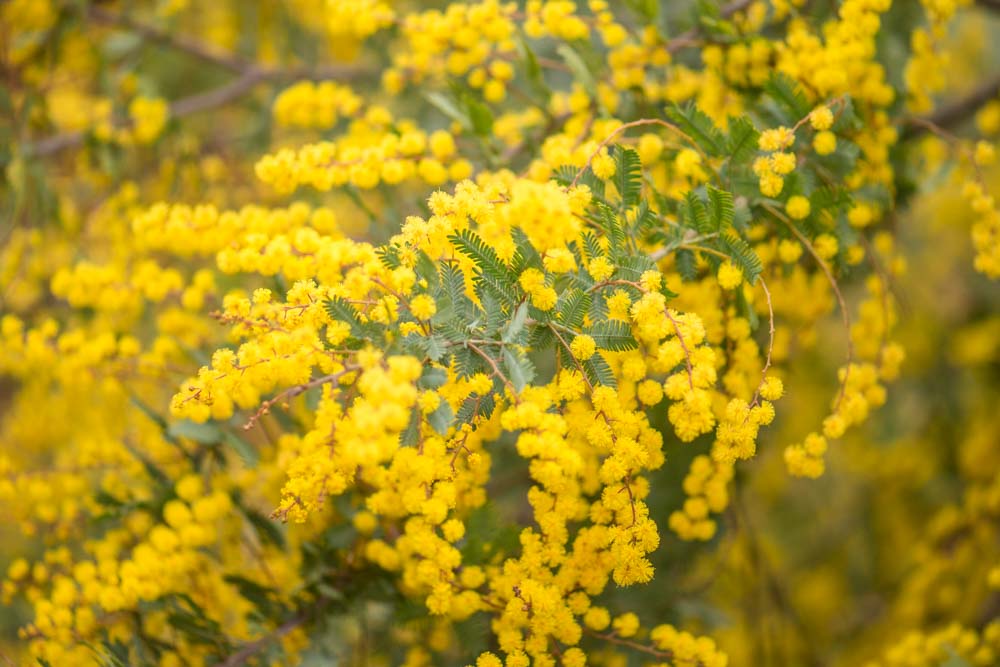 Μιμόζα Νικαίας: ένα υπέροχο φυτό με κίτρινα λουλούδια
