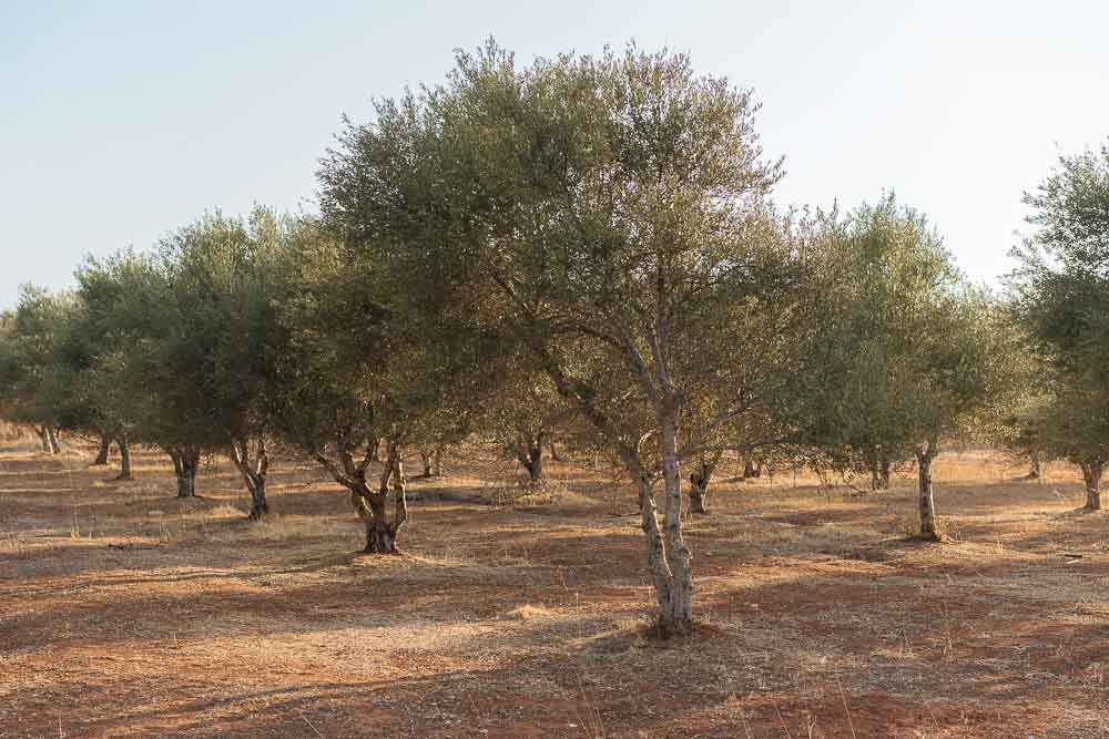 Ελιά: Προβλήματα από την ξηρασία και τρόποι αντιμετώπισης