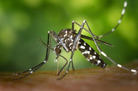 Φυσική προστασία από τσιμπήματα κουνουπιών